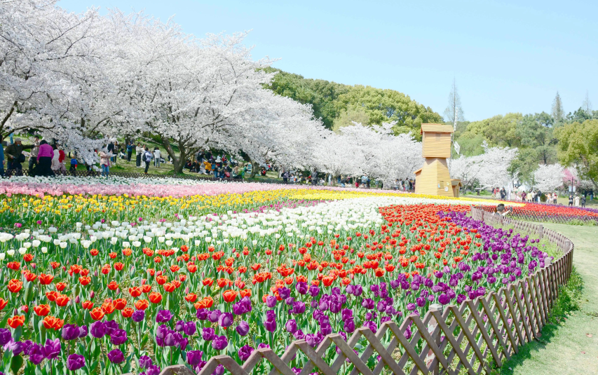 春季赏花团建